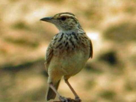 Image of Fawn-colored Lark