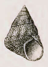Image de Prothalotia ramburi (Crosse 1864)