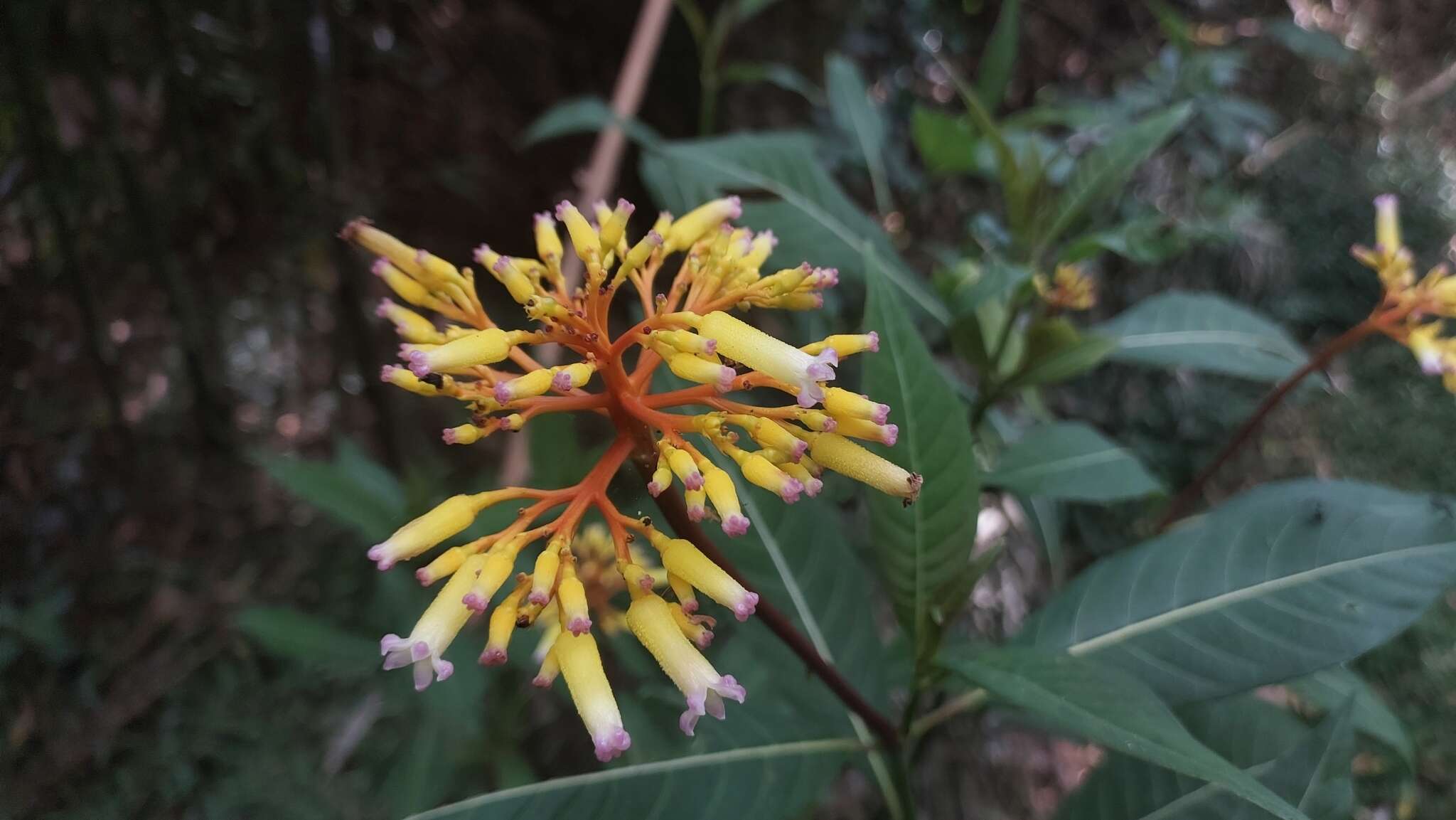 Image de Palicourea australis C. M. Taylor