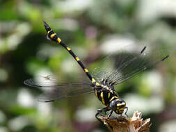 صورة Ictinogomphus rapax (Rambur 1842)