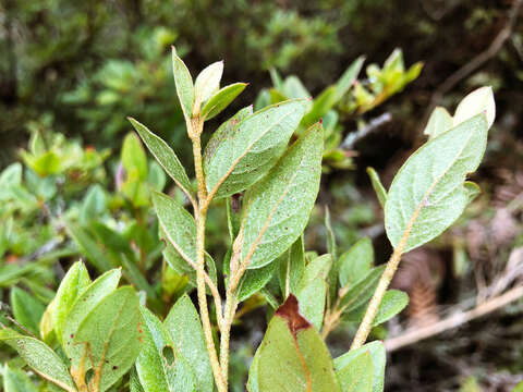 Imagem de Rhododendron rubropilosum Hayata