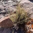 Image of Spring Mountain aster