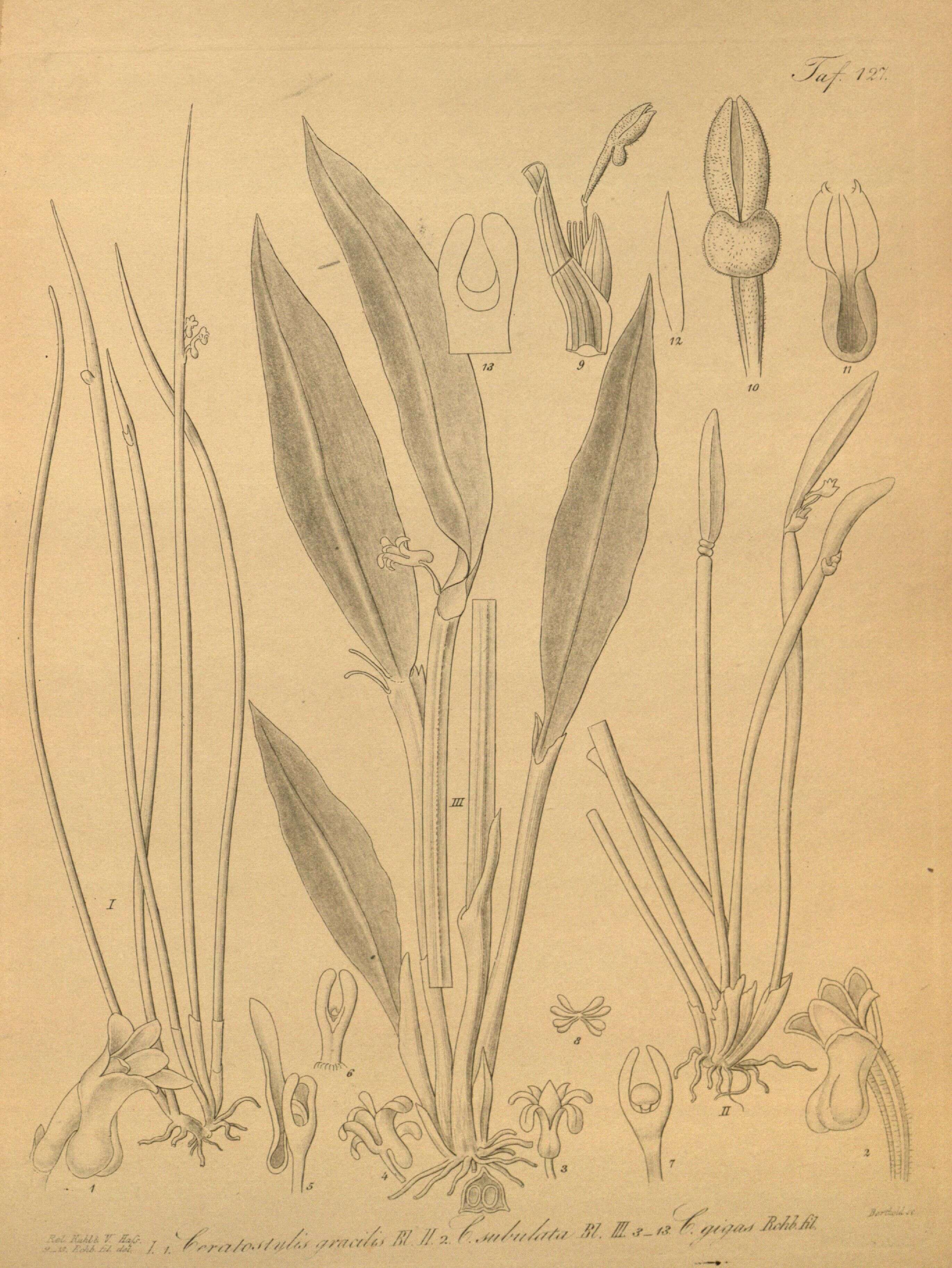 Image of Ceratostylis