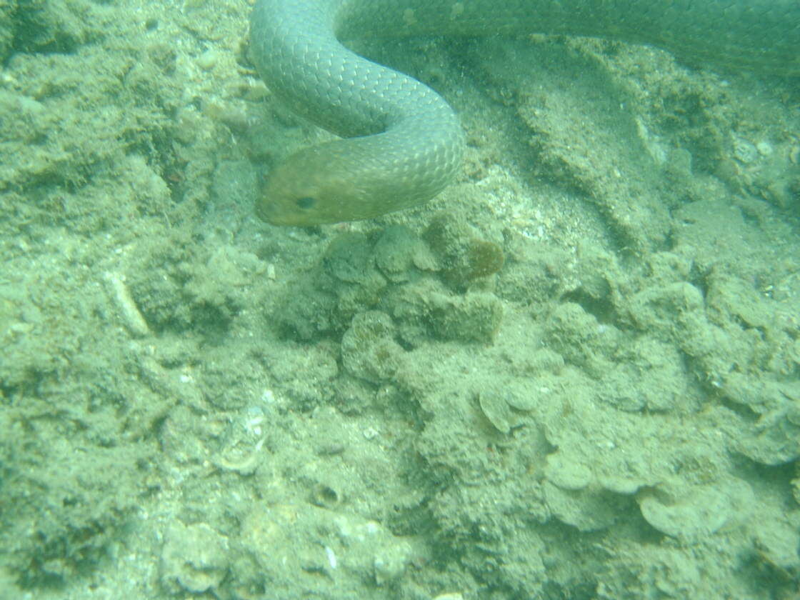 Image of Olive Sea Snakes