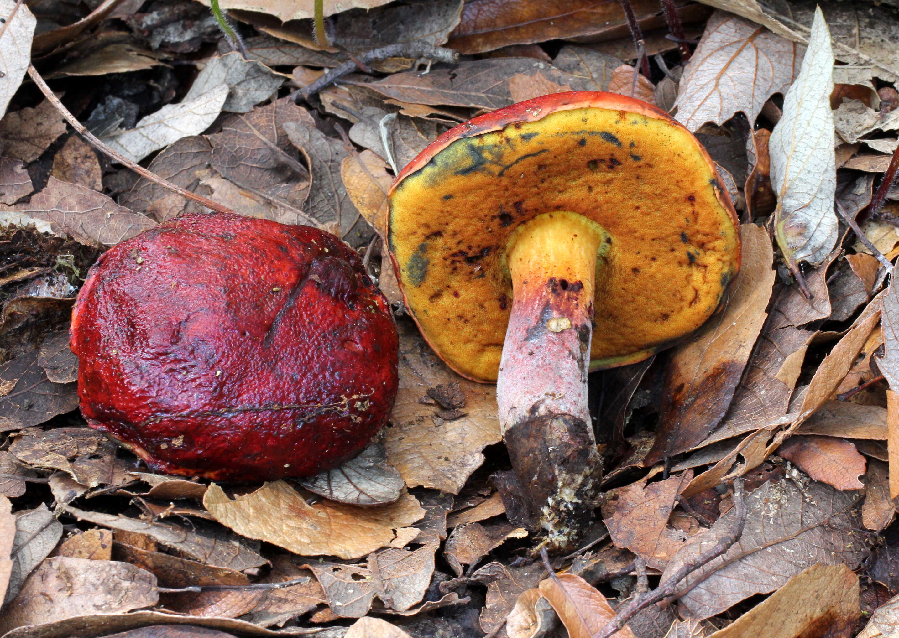 Image of Dupain's Bolete