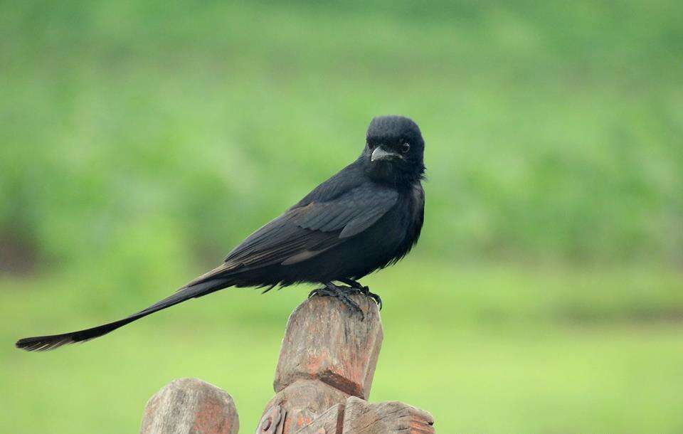 Image of Black Drongo