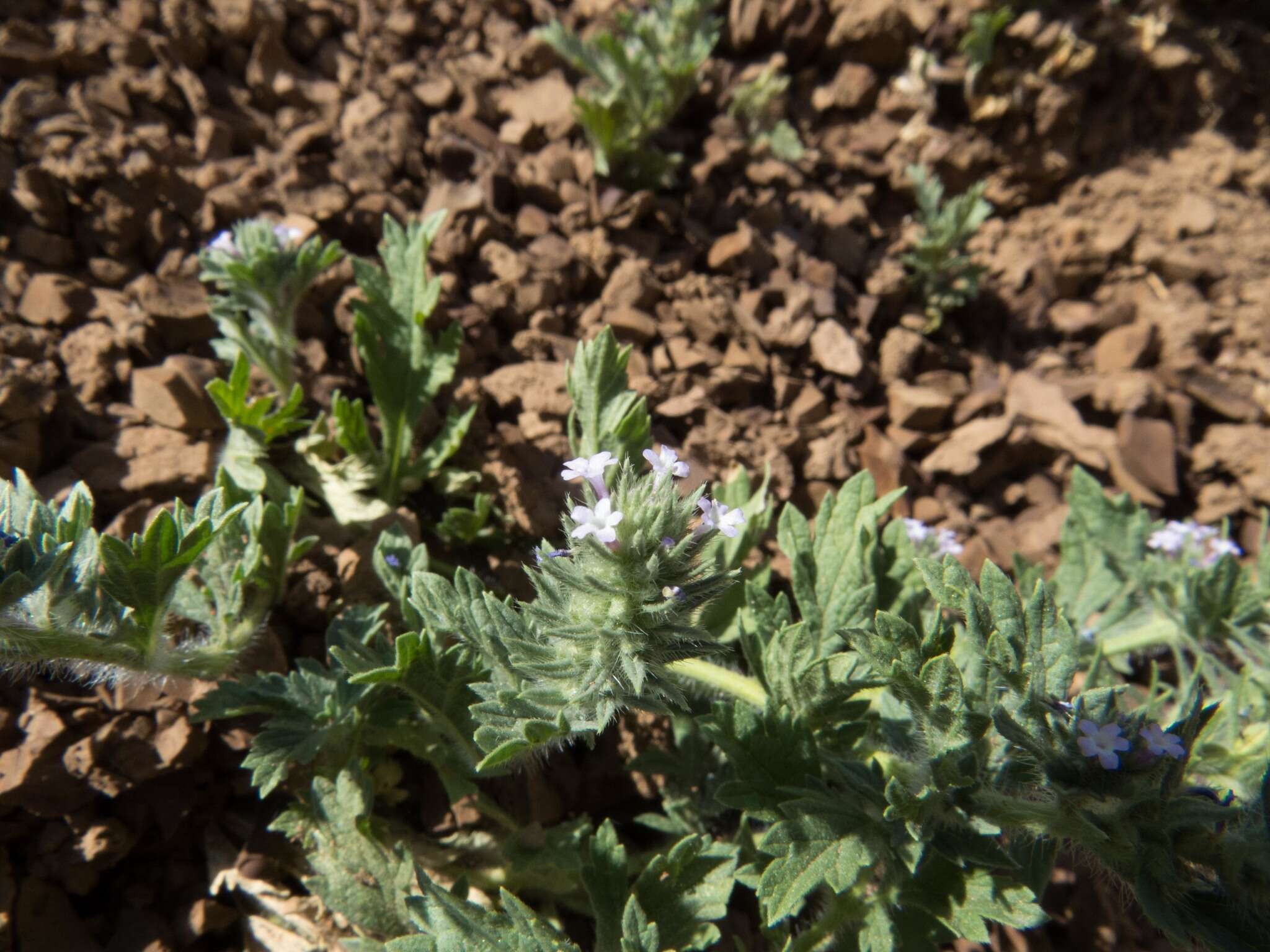 Image de Verbena bracteata Cav. ex Lag. & Rodr.