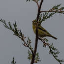 Image of Yellow-crowned Canary