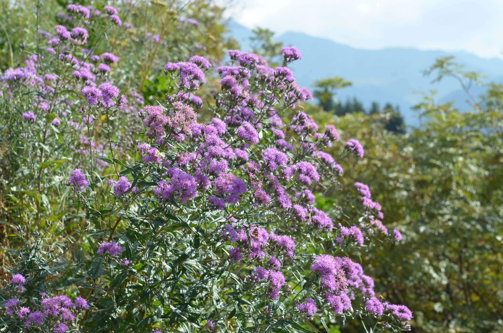 Image de Saussurea elegans Ledeb.