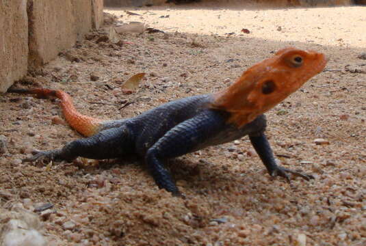 Image of Namib Rock Agama