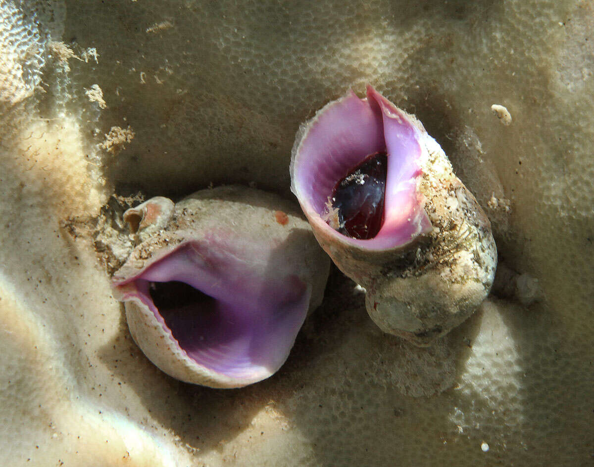 Image of purple coral snail