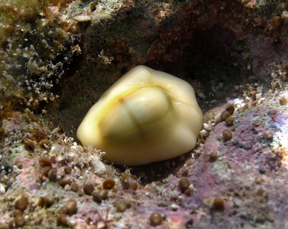 Image of cowry