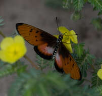 Acraea stenobea Wallengren 1860 resmi