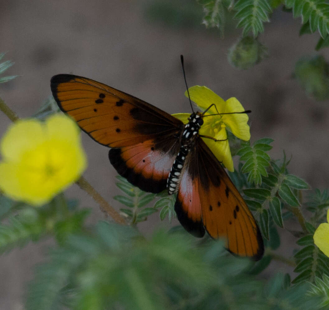 Acraea stenobea Wallengren 1860 resmi