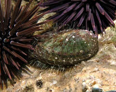 Image of Burrowing urchin