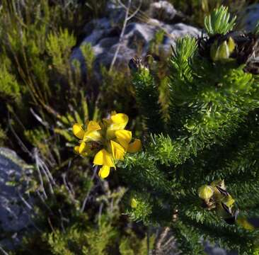 Image of Aspalathus capitata L.