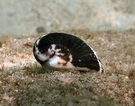 Image of blotched nerite