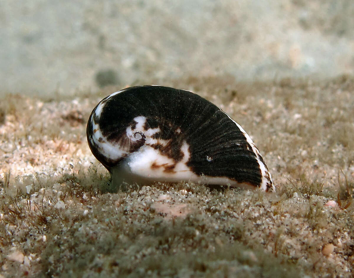 Image of blotched nerite