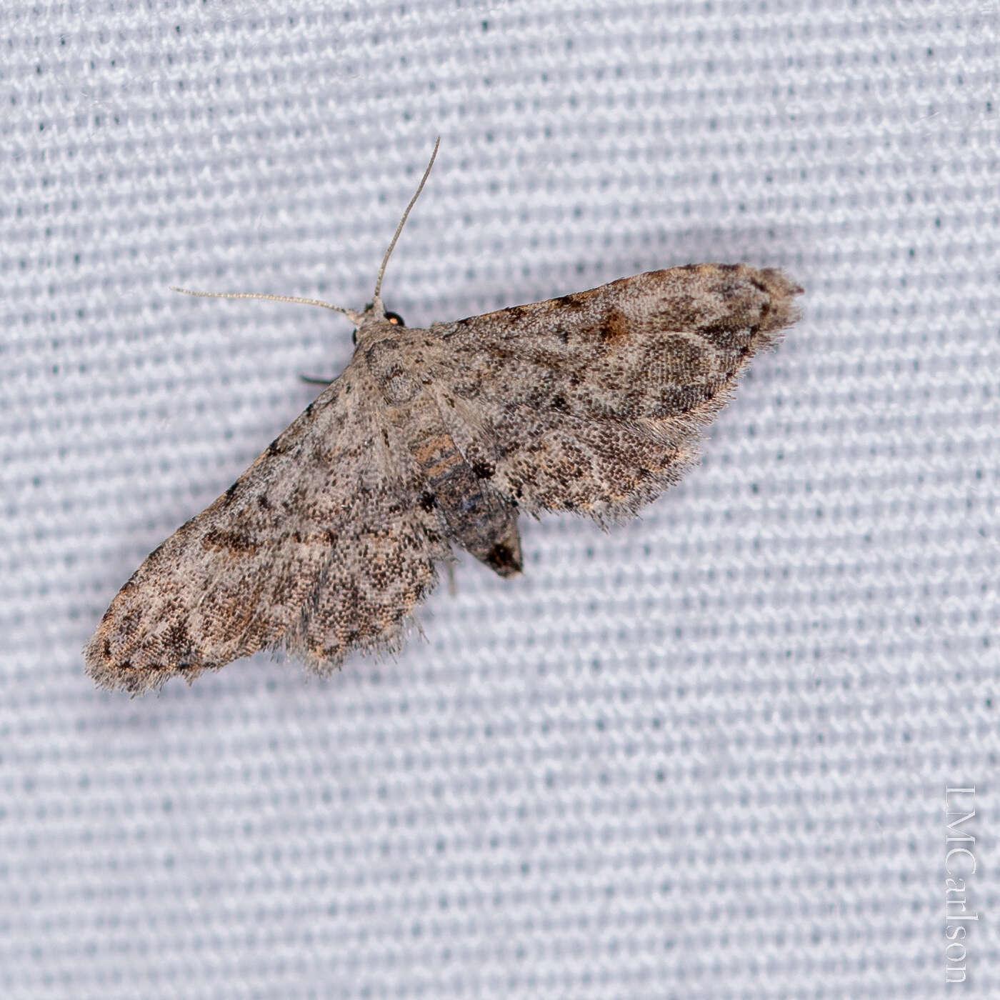 Image of Sigela Moth