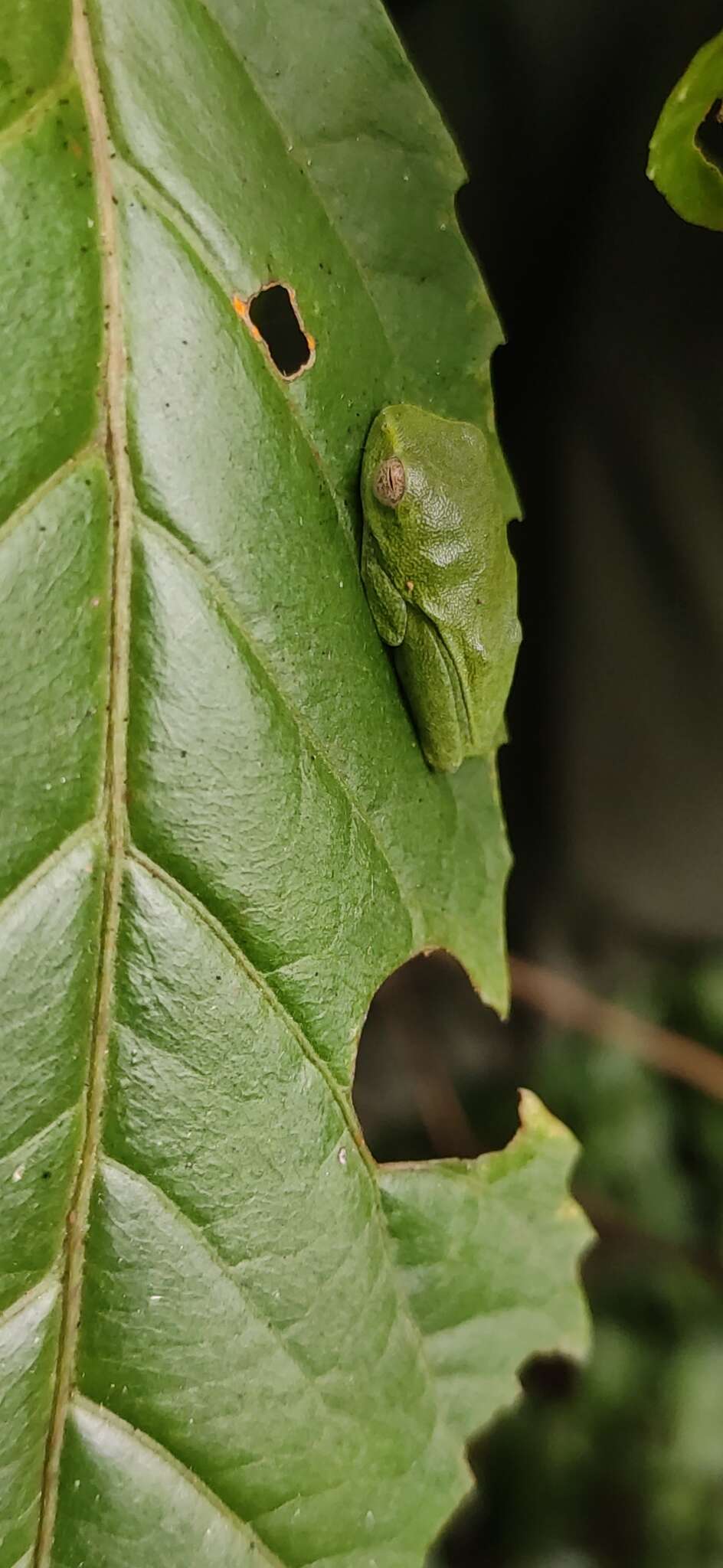 Image of Jayaram's bush frog