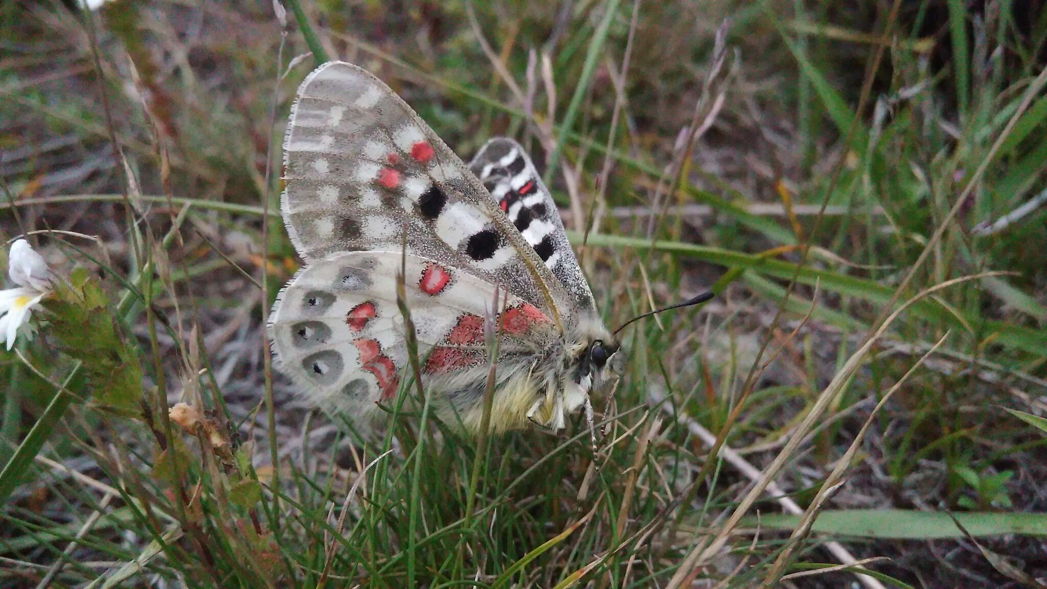 Image of Parnassius hardwickii Gray 1831