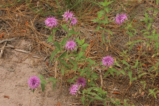 Image of Monarda fistulosa var. menthifolia (Graham) Fernald