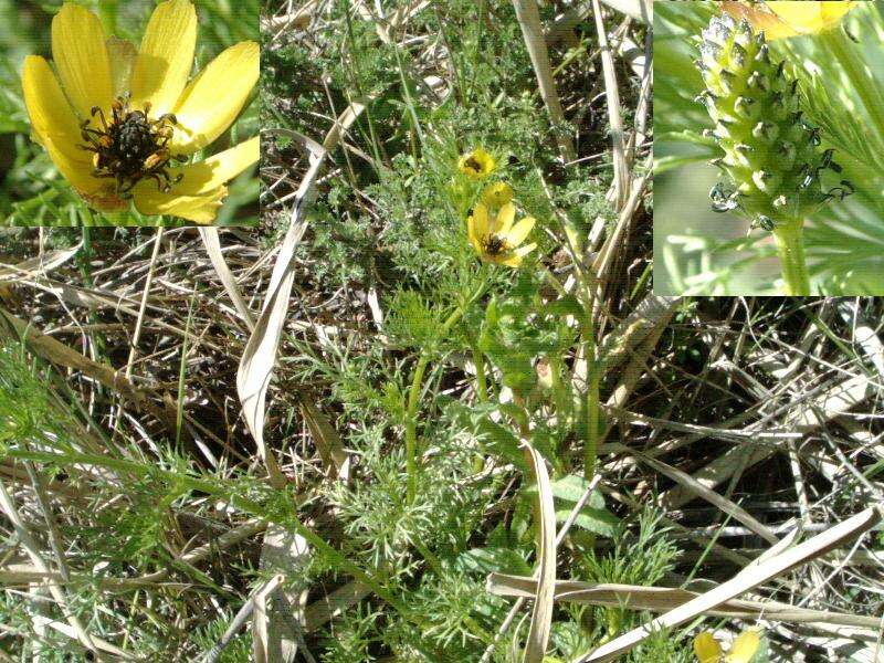 Image of Adonis microcarpa DC.