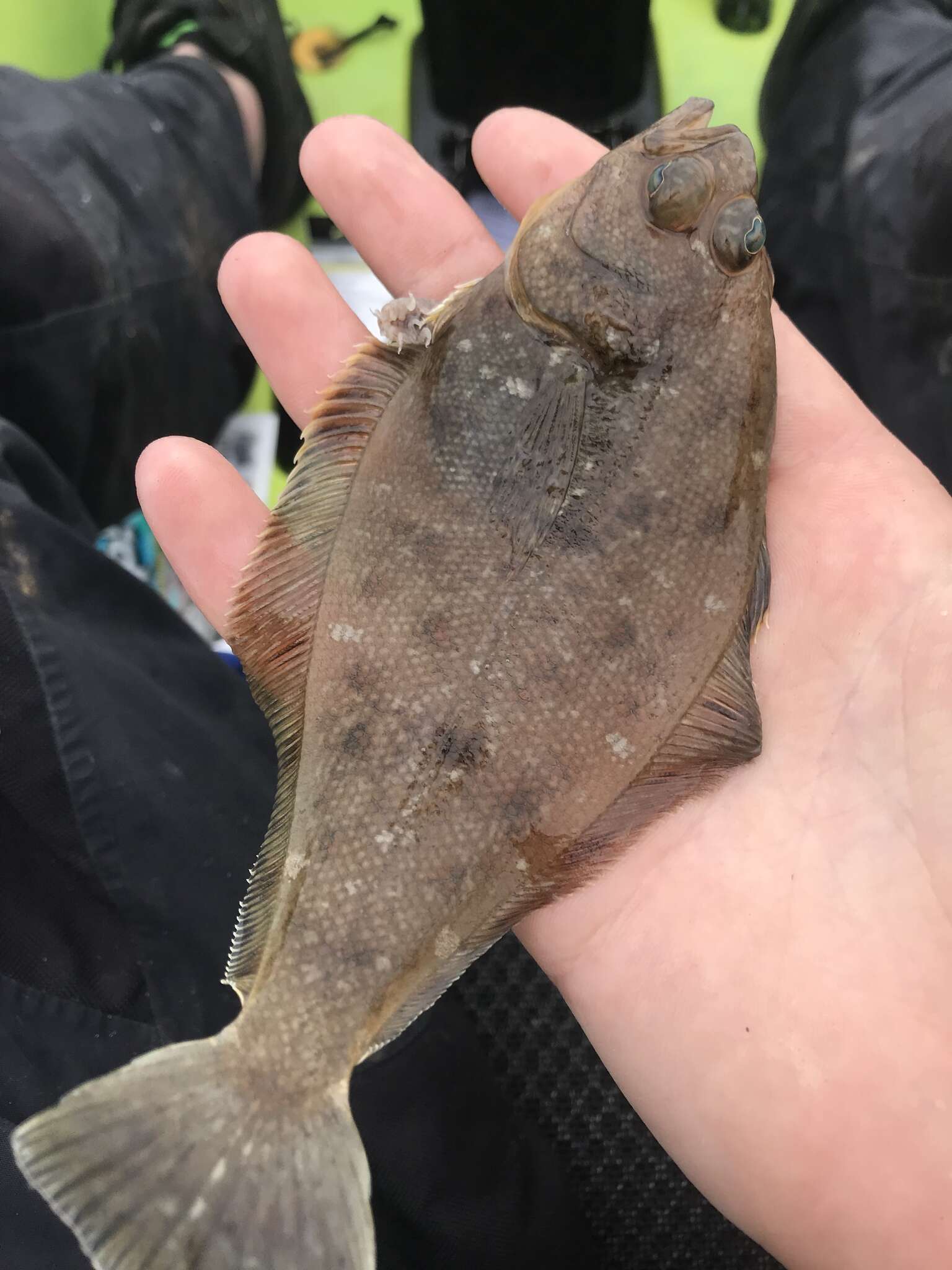 Image of Pacific sanddab