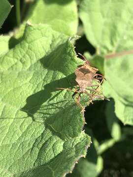 Imagem de Coreus marginatus marginatus (Linnaeus 1758)