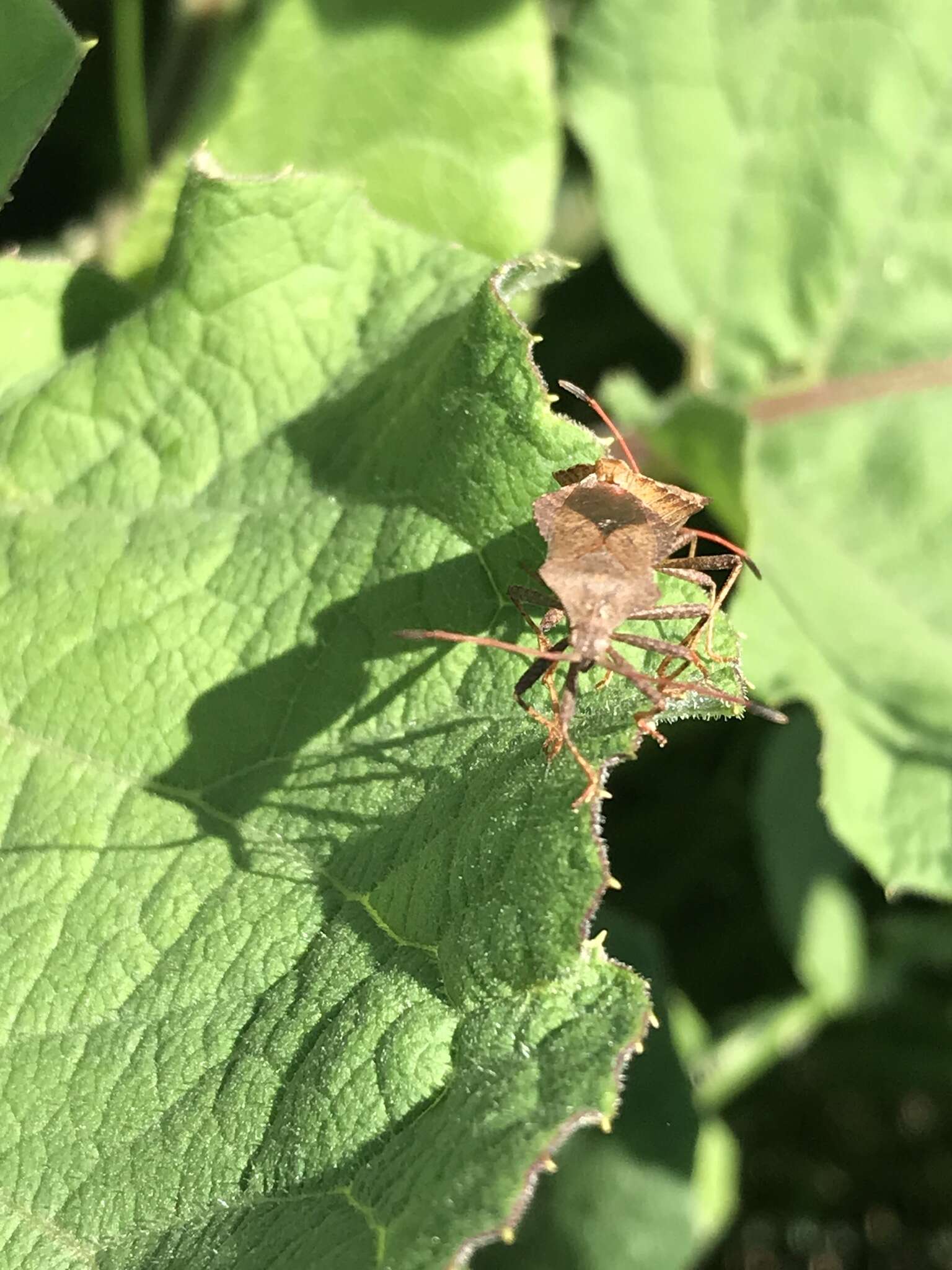 Imagem de Coreus marginatus marginatus (Linnaeus 1758)