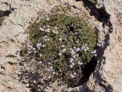 Image of Limonium minutum (L.) Chaz.