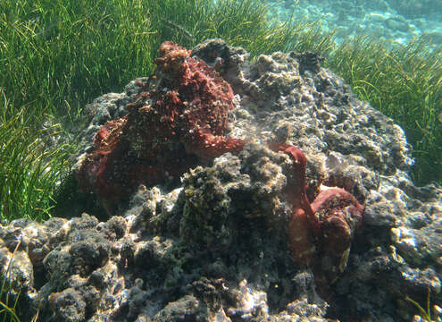 Image of Day octopus