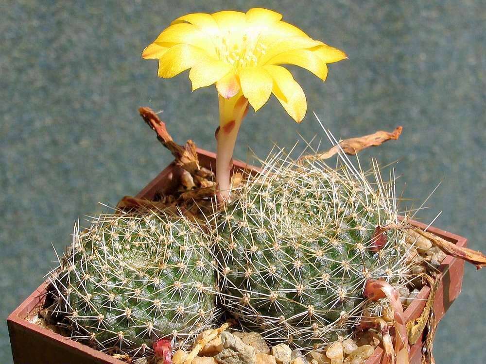 Image of Rebutia minuscula K. Schum.