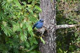 Image of <i>Cyanocitta stelleri ridgwayi</i>