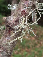 Image of cartilage lichen