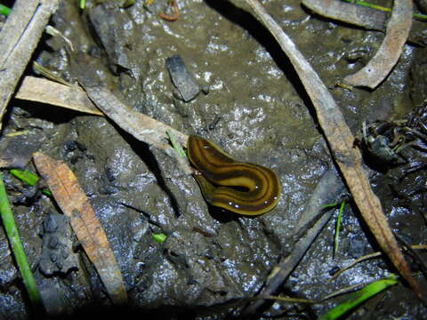 Image of Tasmanoplana tasmaniana (Darwin 1844)