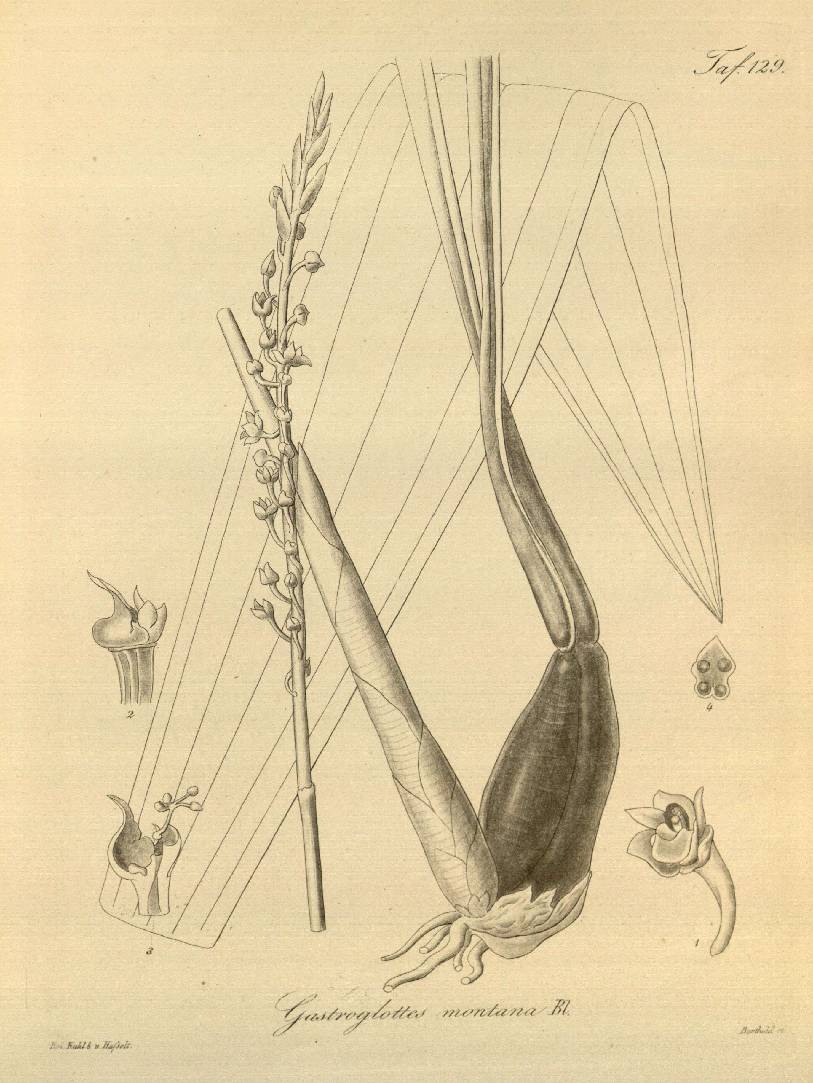 صورة Dienia ophrydis (J. Koenig) Seidenf.