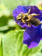 Image of Andrena violae Robertson 1891