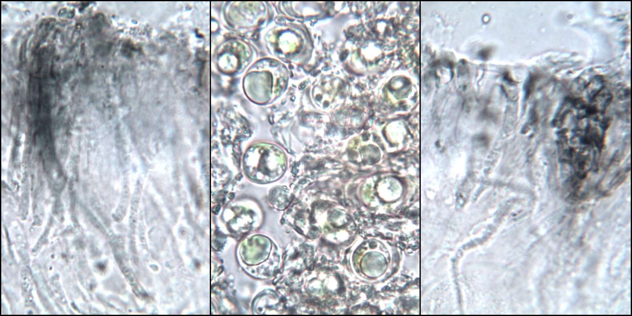 Imagem de Rhizocarpon petraeum (Wulfen) A. Massal.