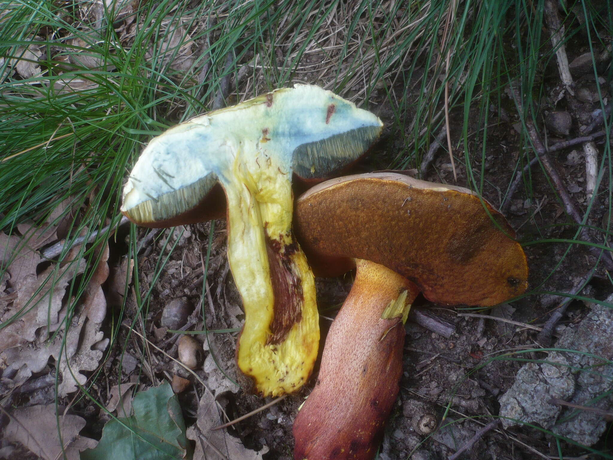 Image of ruddy bolete