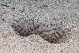 Image of Peacock worm