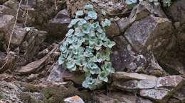 Image of Crassula cremnophila E. van Jaarsveld & A. E. van Wyk