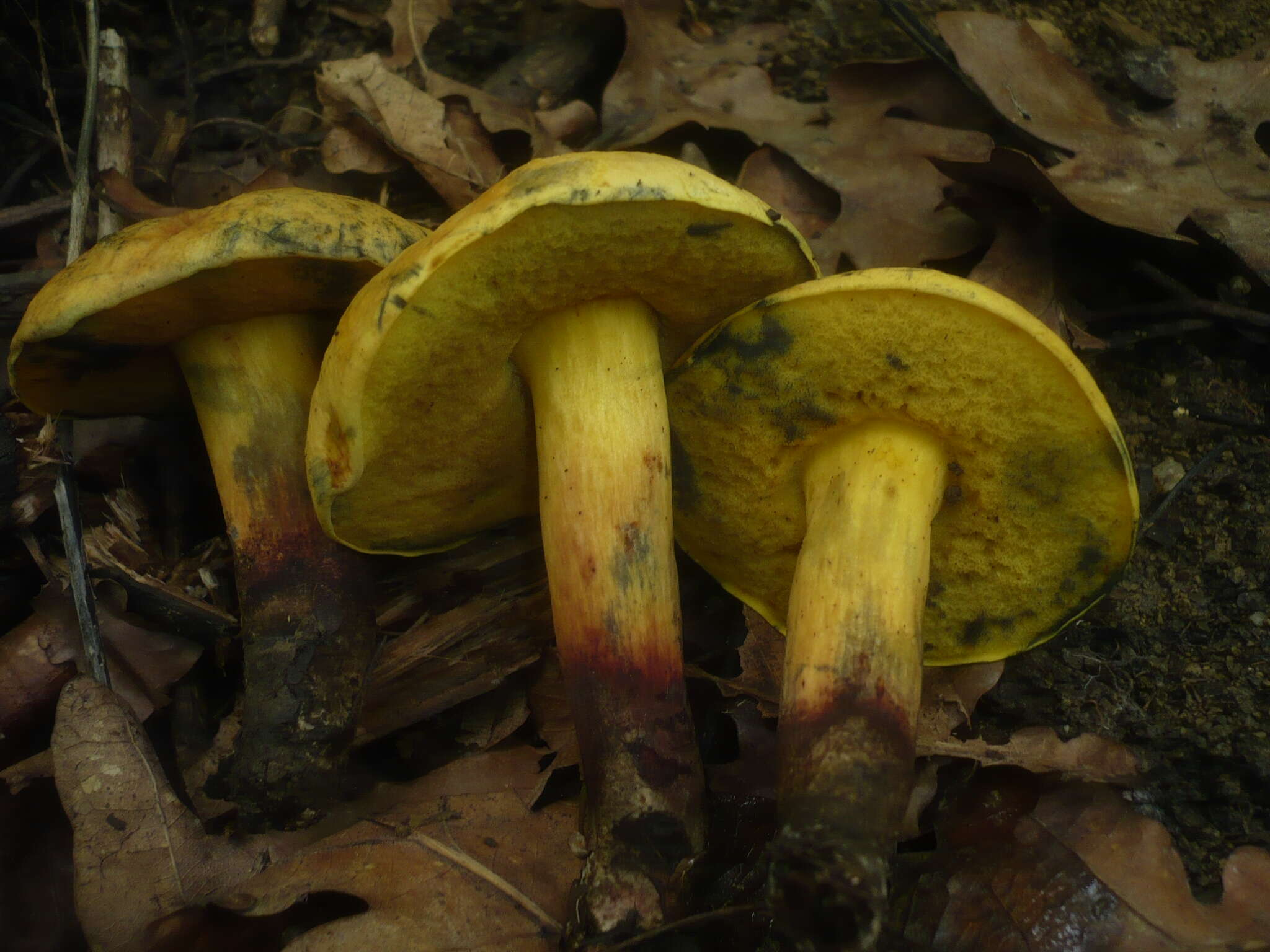 Image of Deceiving Bolete