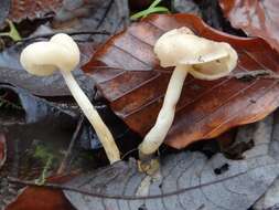 Helvella elastica Bull. 1785的圖片