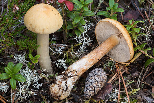 Слика од Cortinarius pinophilus Soop 1993