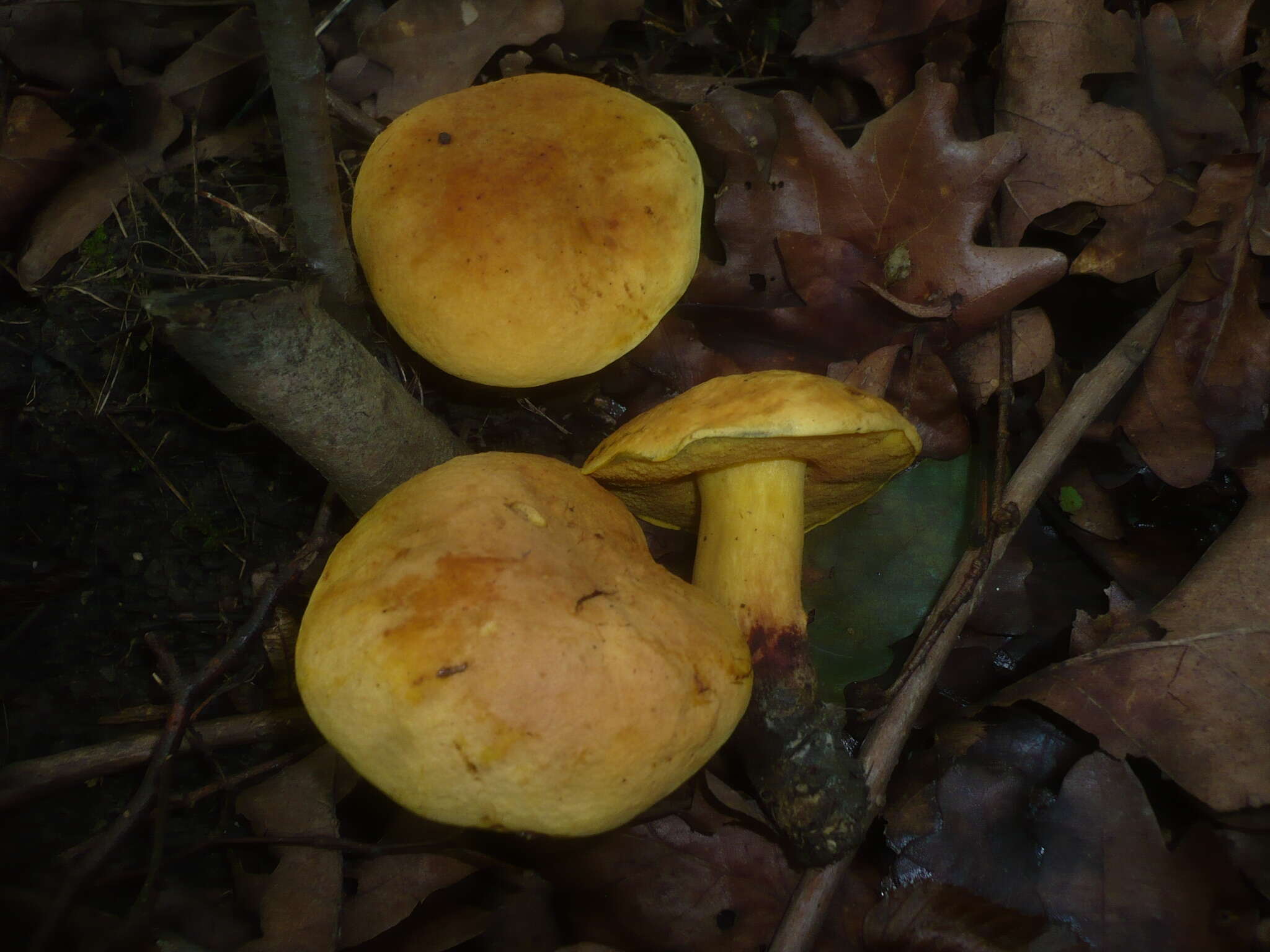 Image of Deceiving Bolete