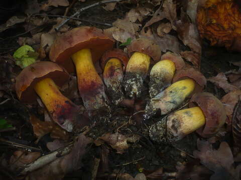 Image of Deceiving Bolete