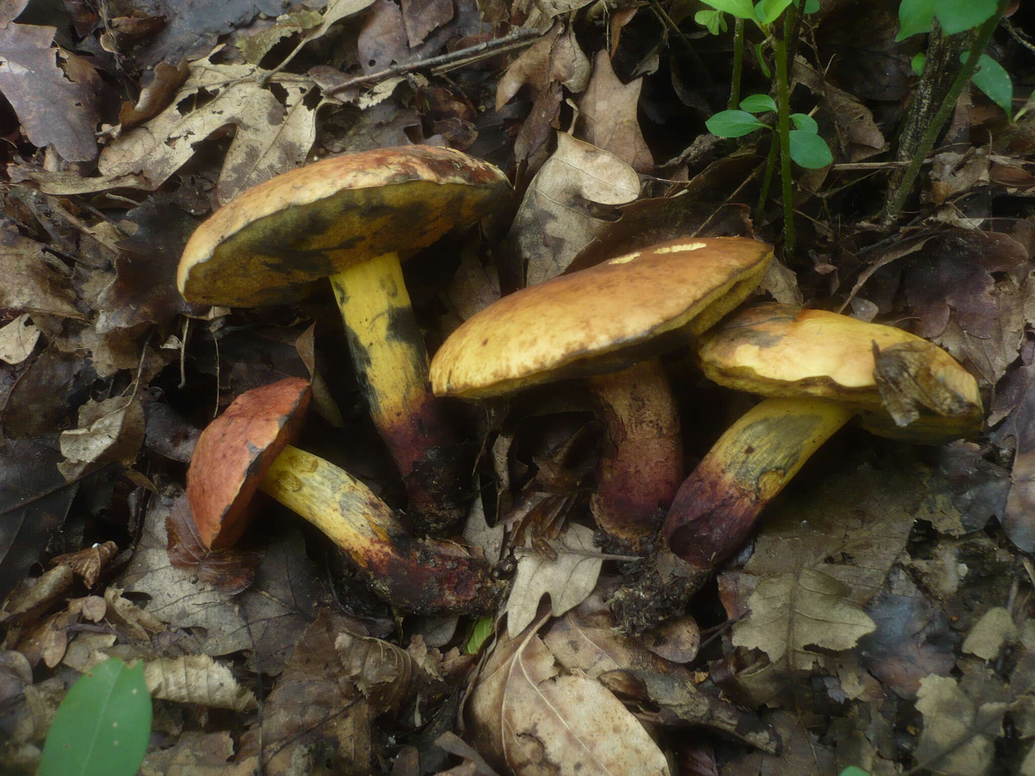 Image of Deceiving Bolete