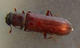 Image of Powderpost beetle