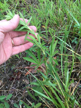 Image of sulphur cinquefoil